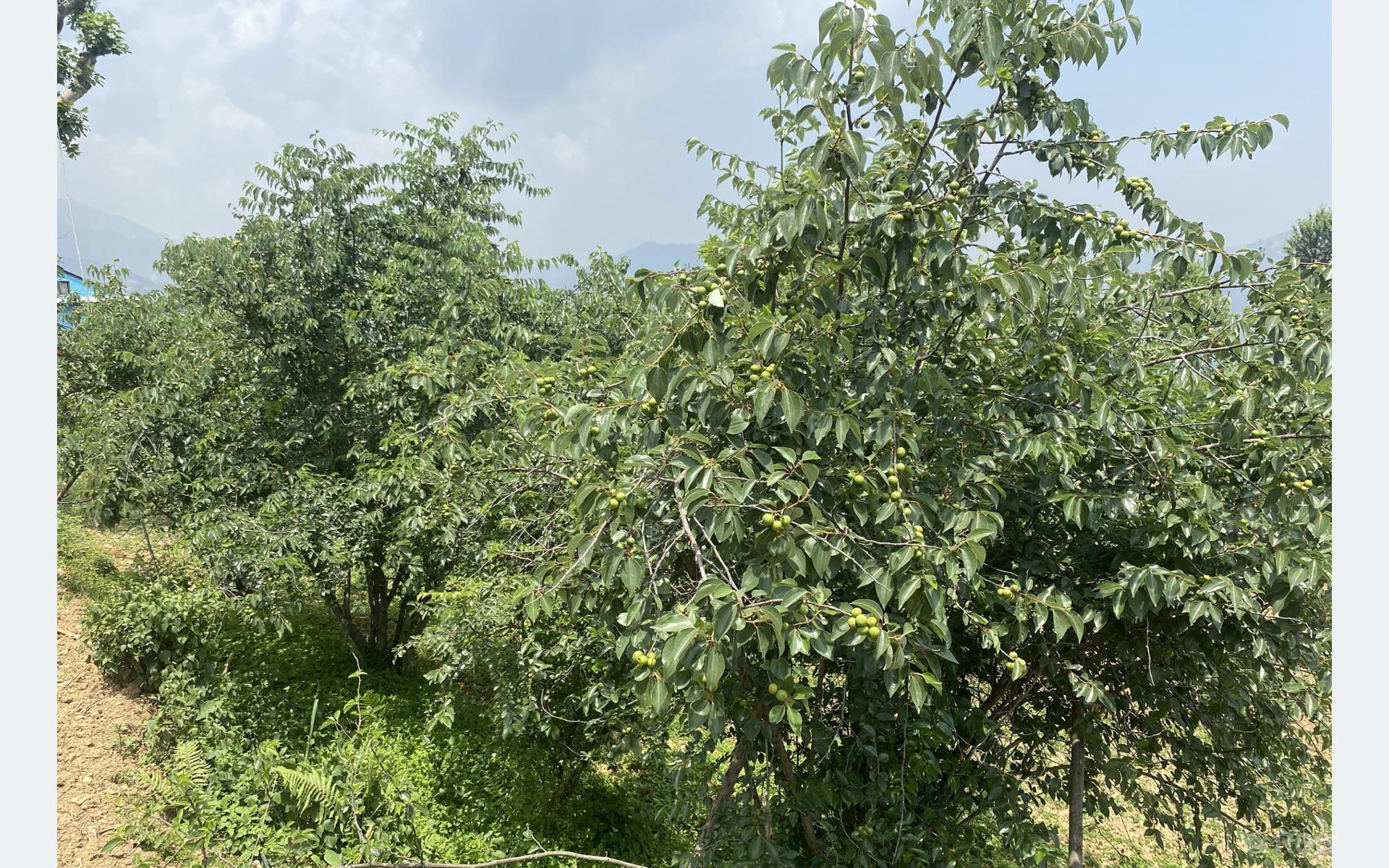 रोशी र तेमालमा बुद्धचित्त खेतीमा असिनाको असर, किसान आम्दानी घट्ने चिन्तामा